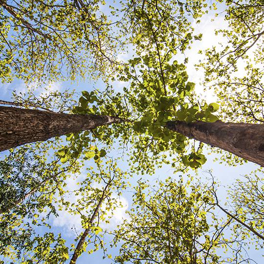 Large Tree Removal Process