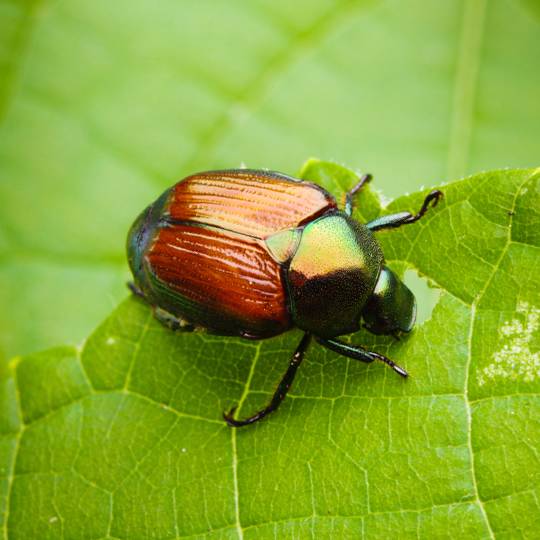 Japanese Beetles - O'Reilly Tree Experts