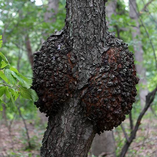 Tree Disease Spotlight: Black Knot