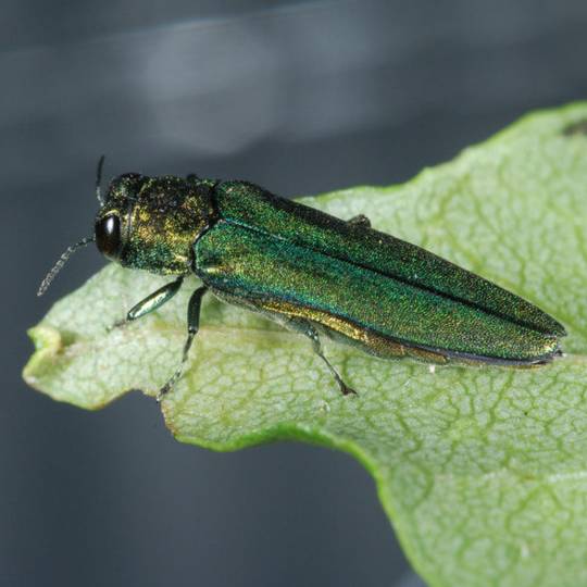 Save Your Ash Trees: The Emerald Ash Borer