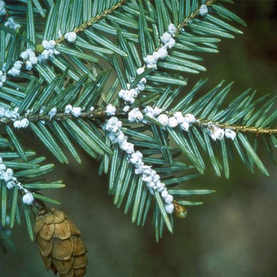 Hemlock Woolly Adelgid