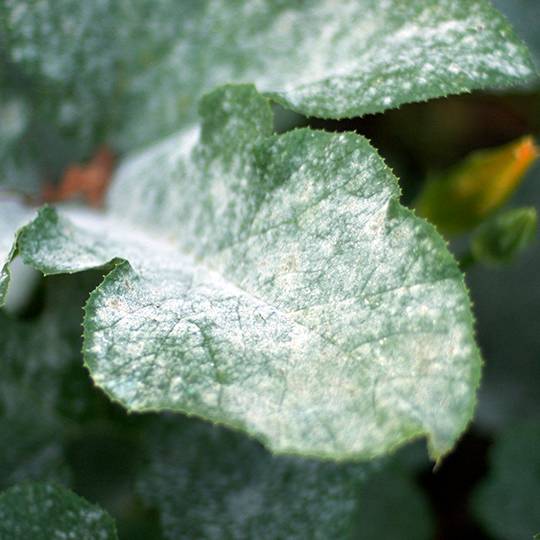 Powdery Mildew