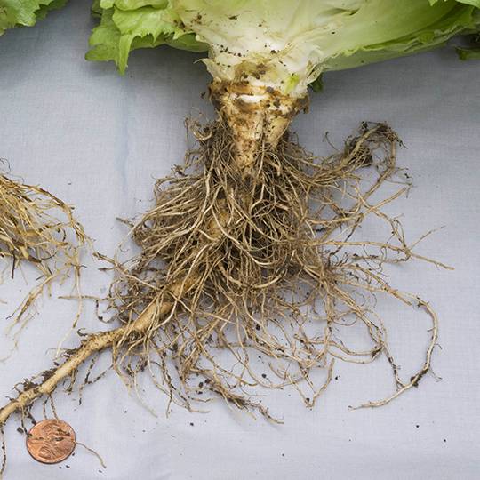 Root Rot