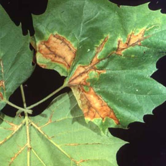 Sycamore Anthracnose