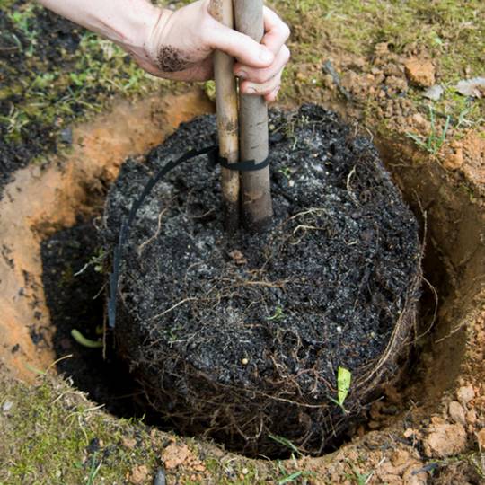 Proper Tree Planting