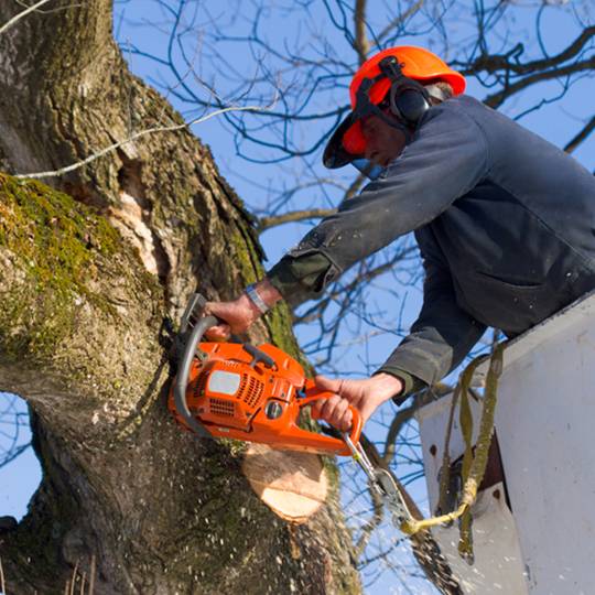 Tree removal safety