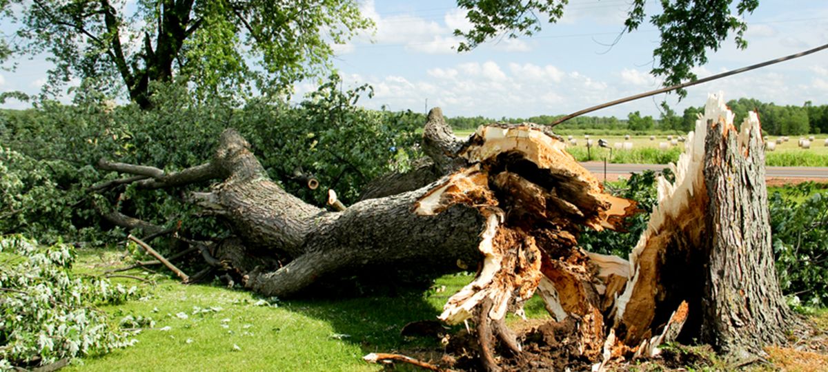 Fallen tree storm damage