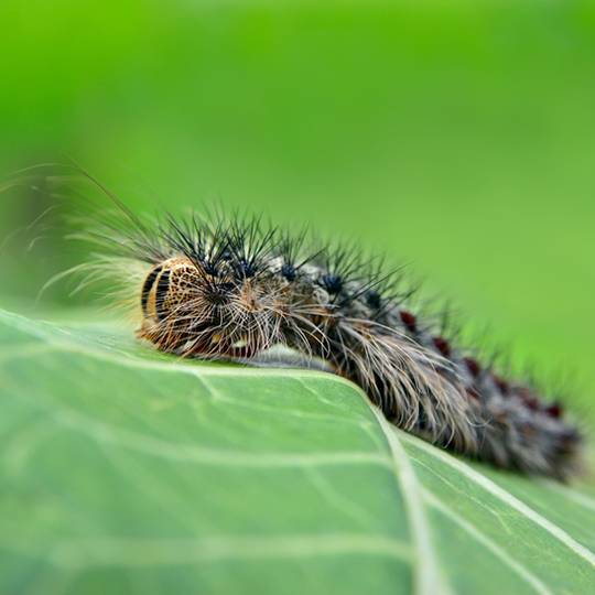 Gypsy Moth – Signs, Symptoms, Treatment and Control