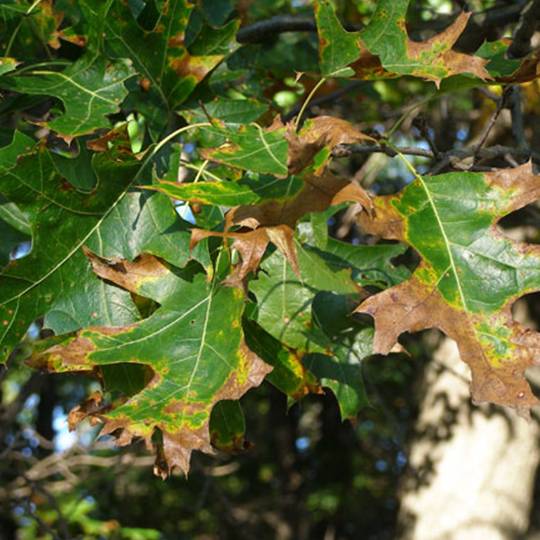 What Can One Do About Oak Tree Disease 