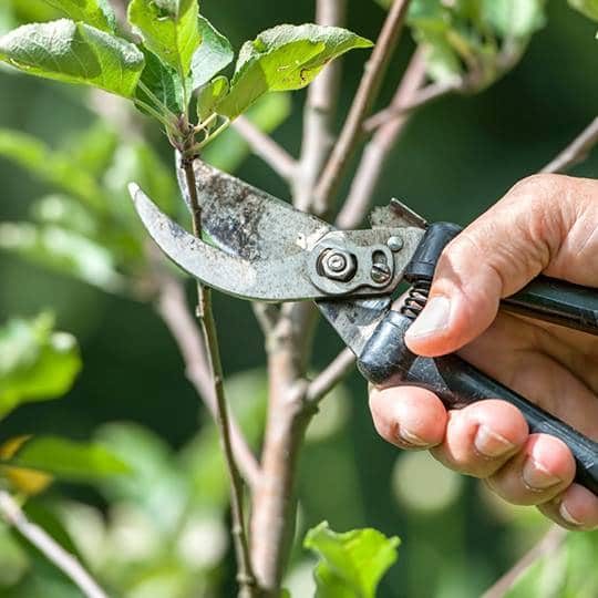 Spring tree pruning