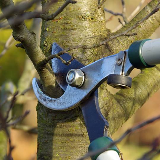 Spring Tree Pruning