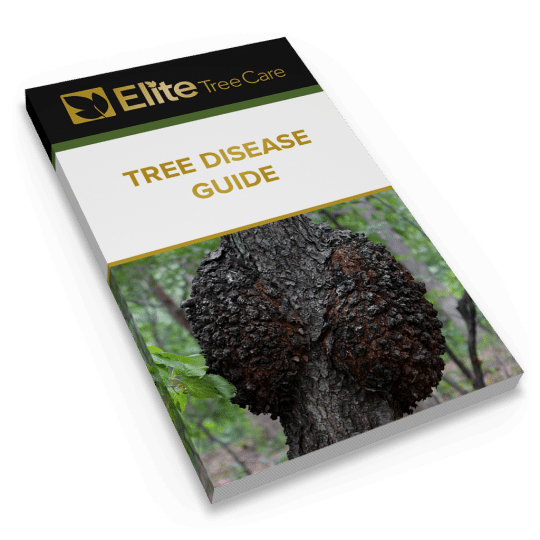 Tree Disease Guide