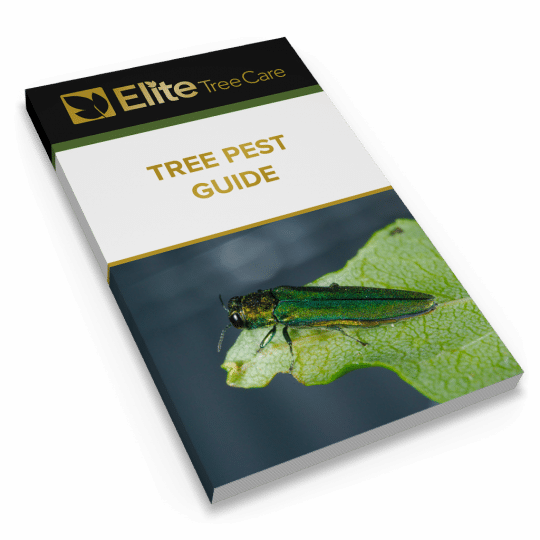 Tree Pest Guide