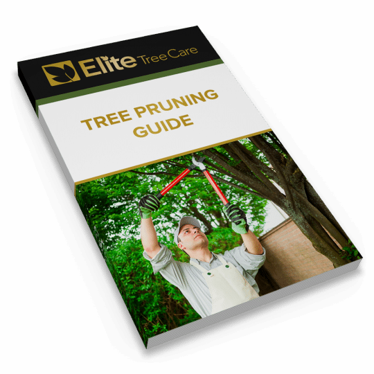 Tree Pruning Guide