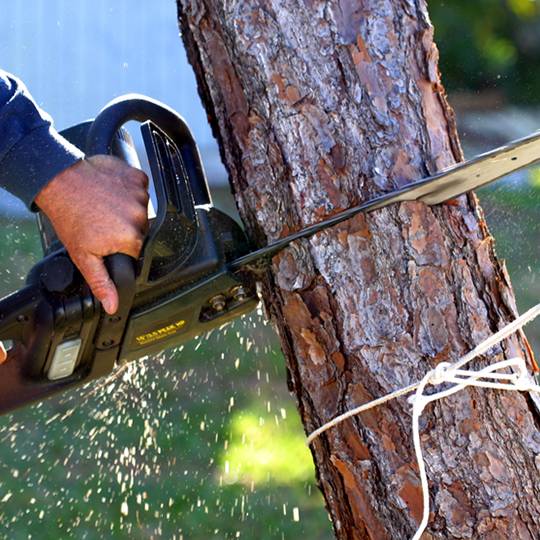 Tree removal with chainsaw