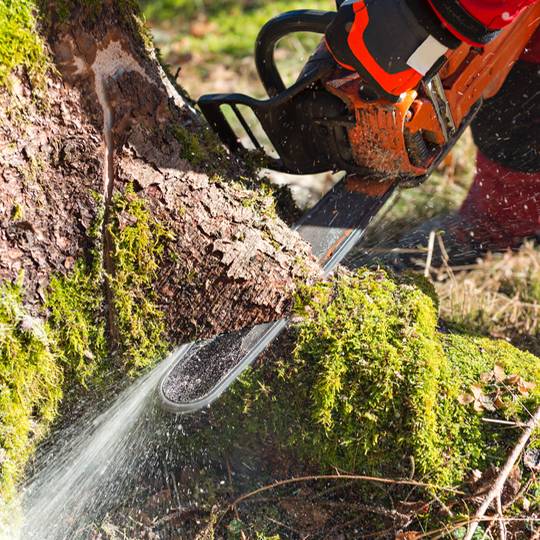 Arborist cutting down tree