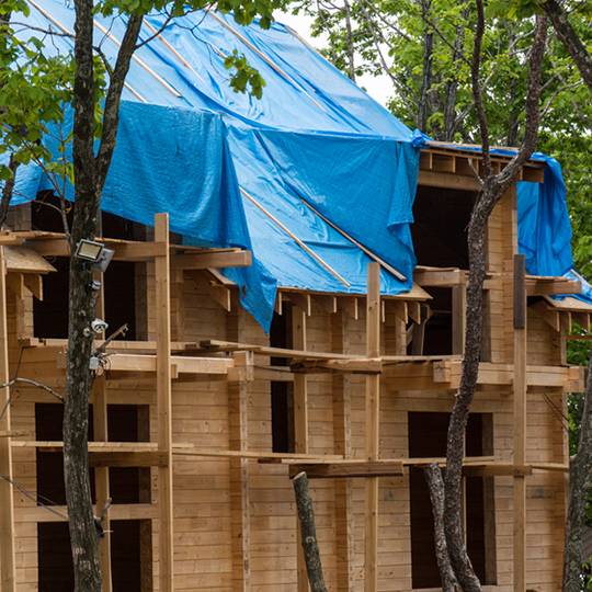 Tree Preservation During Construction