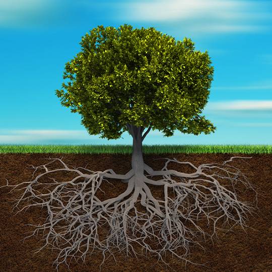 Tree roots in soil