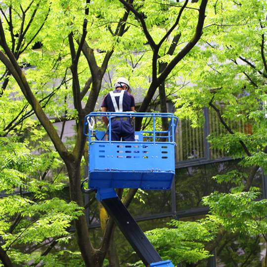 Tree Service Fountain Inn