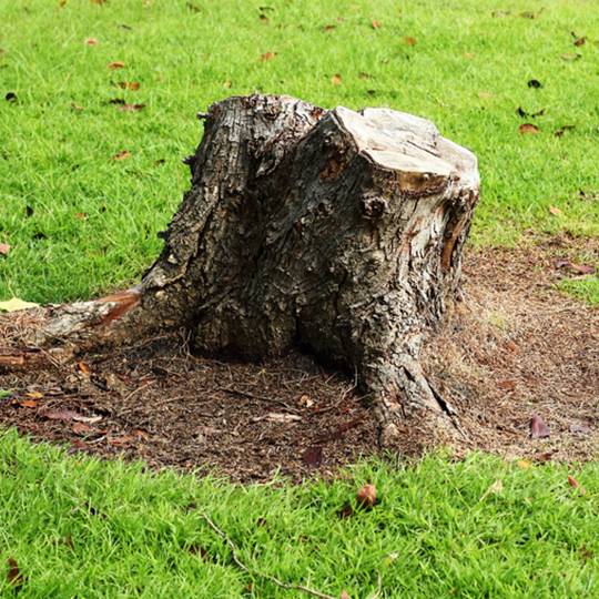 How to Fill in a Stump Grinding Area