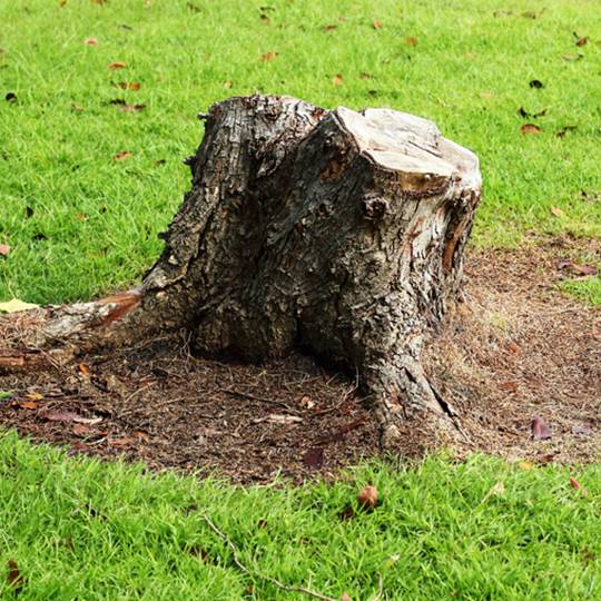 Tree Stump Removal