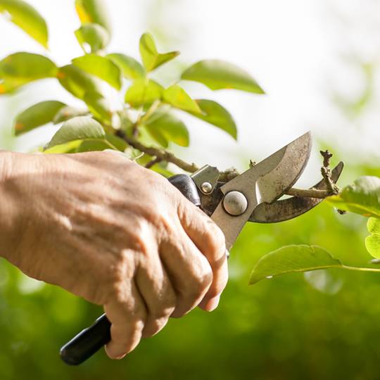 How to Prune a Young Tree the Right Way