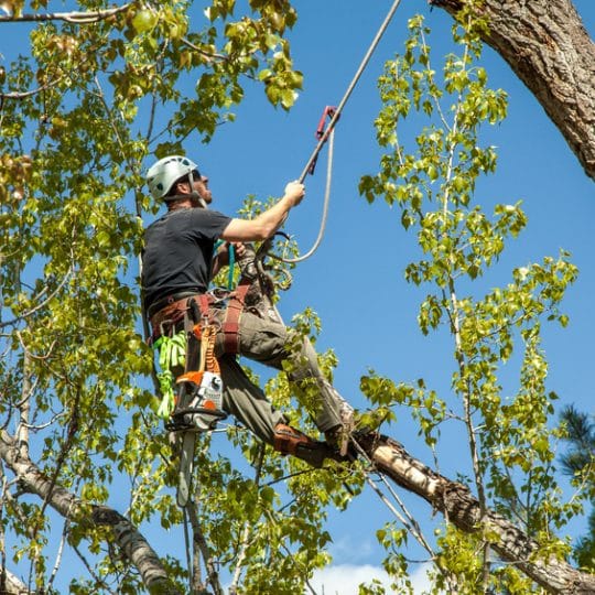 Arborist tending to tree