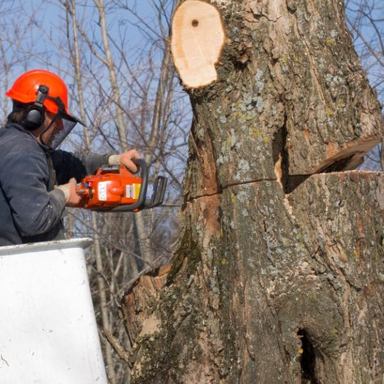 Arborist cutting tree