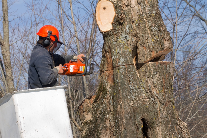 tree removal service marietta ga