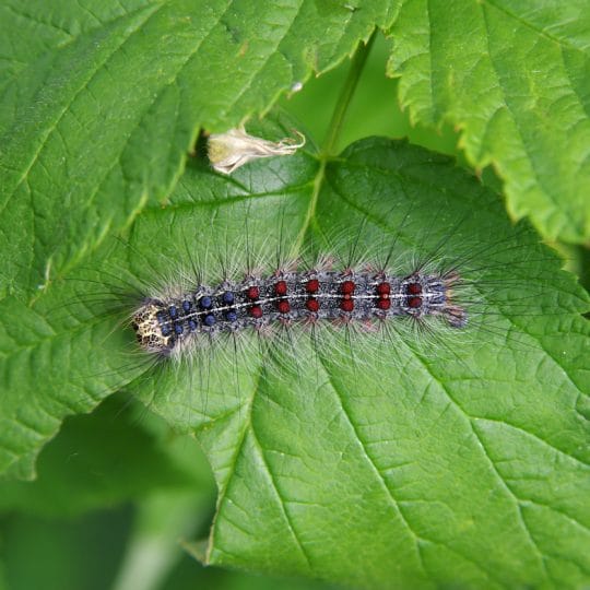 Tree Pest Spotlight: Gypsy Moths