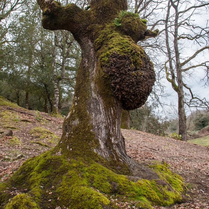 Sick oak tree