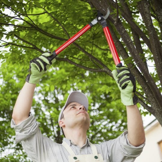 Professional pruning a tree