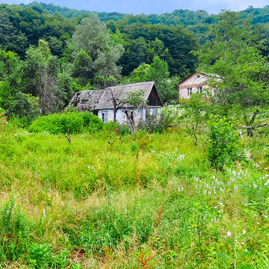 Overgrown lot