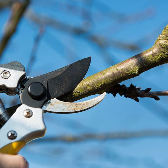 Winter tree pruning