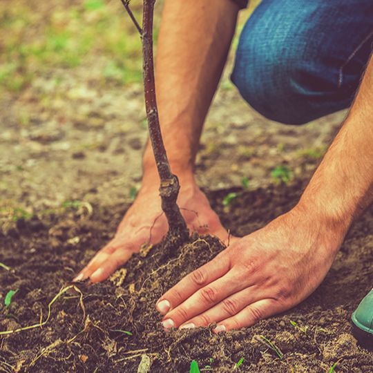 Planting a tree