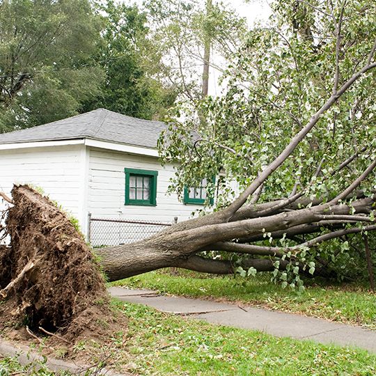 Tree down from storm