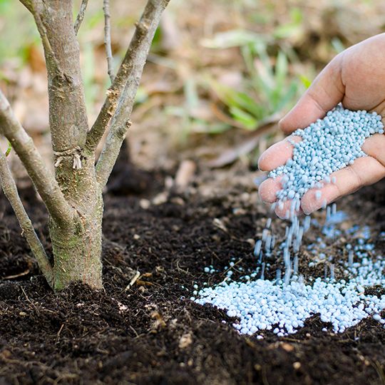 Fertilizing tree