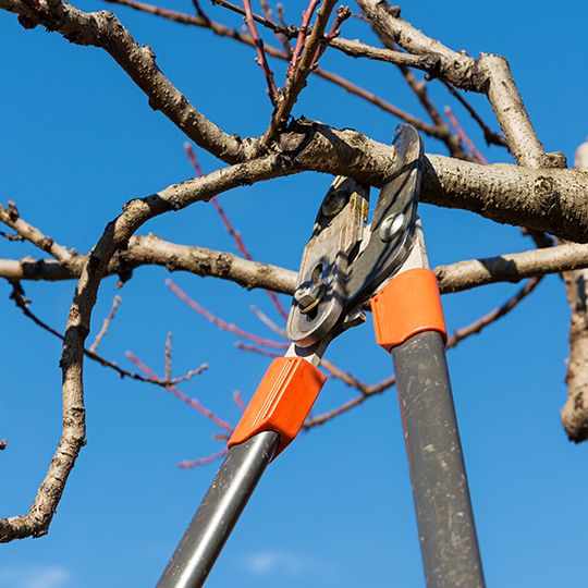 Tree trimming