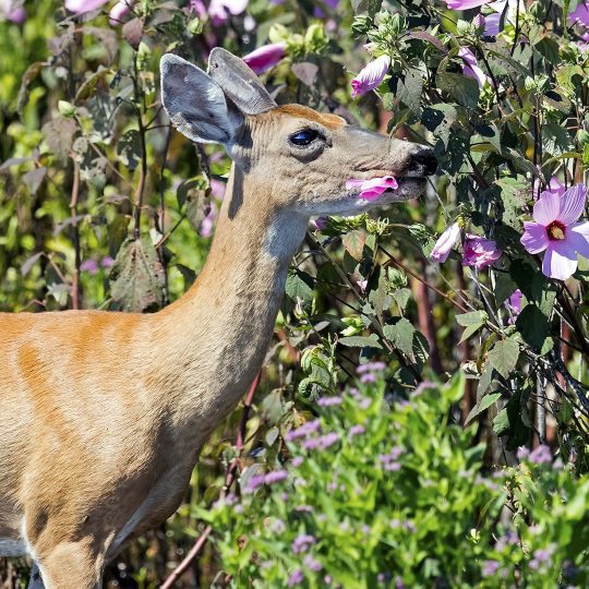 Deer eating flowers