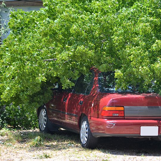 Fallen tree on car