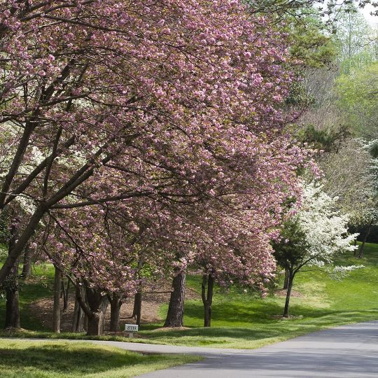 Spring tree blooming