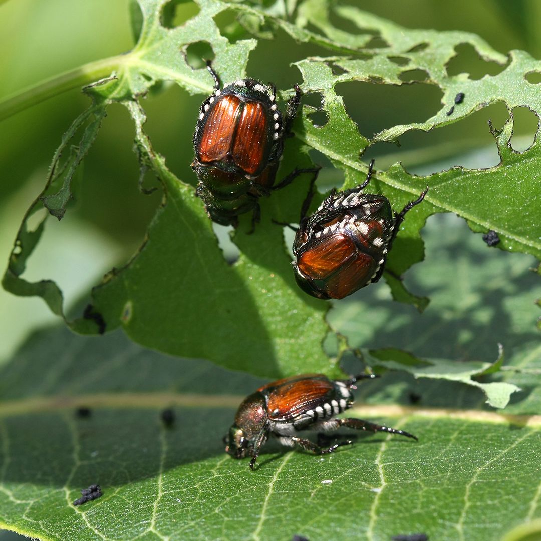 Tree Pest Spotlight Japanese Beetle
