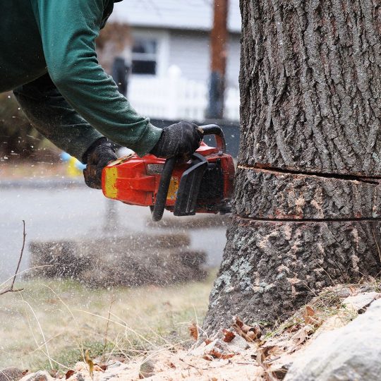 DIY Tree Removal