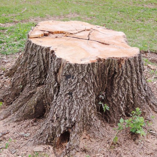 Tree Stump