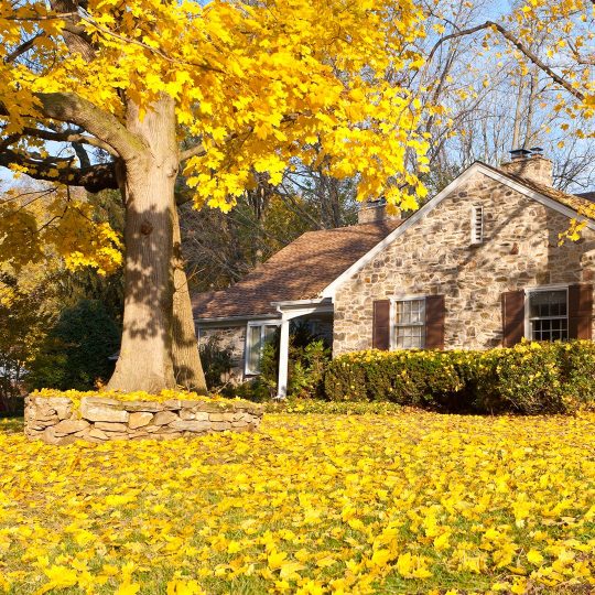 House with tree