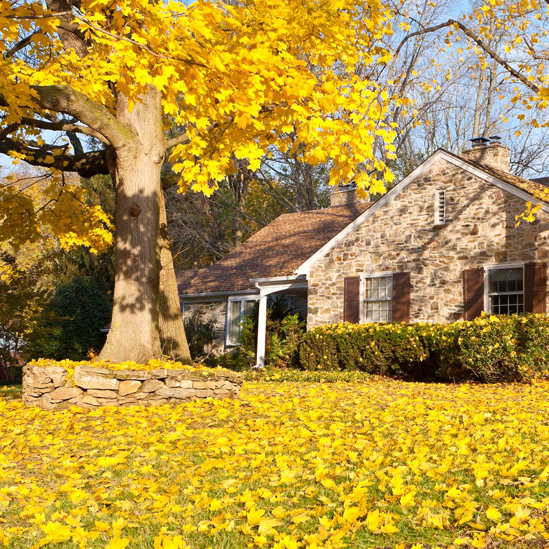 Removing a Tree Close to the House | Elite Tree Care