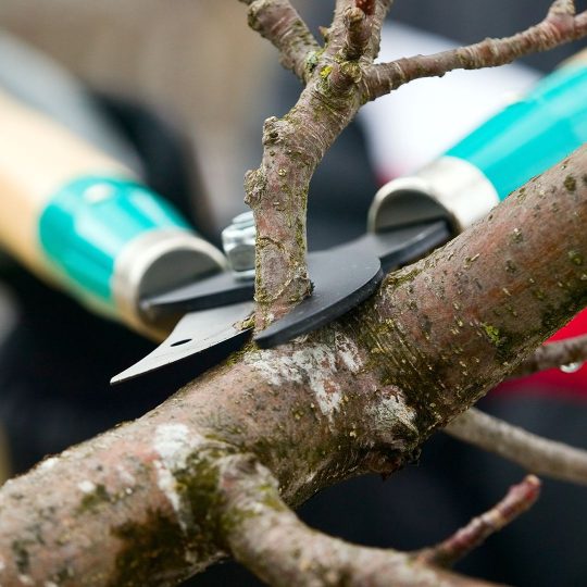 Summer Tree Pruning Techniques