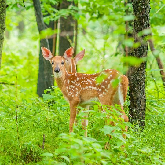 White Tailed Deer