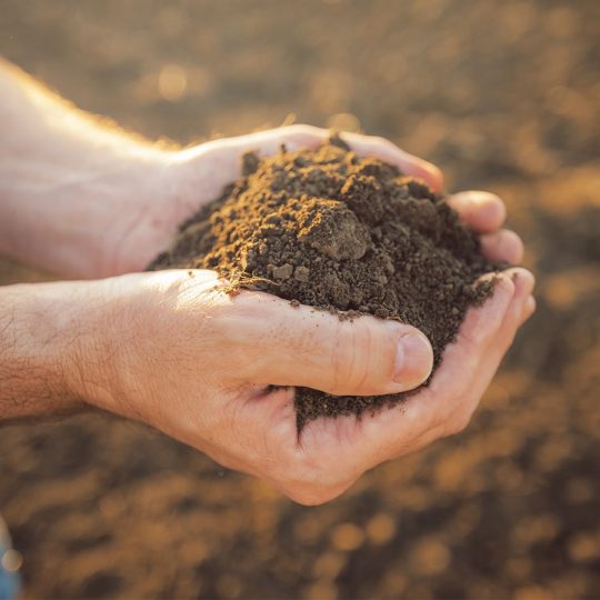 How to Improve Poor Soil Quality