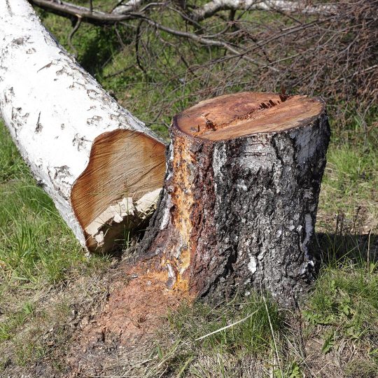 Small tree removal